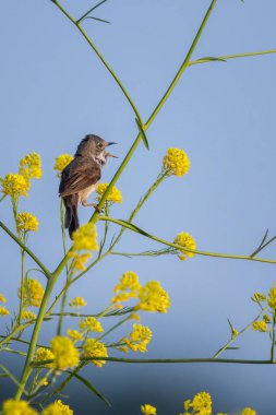 Beyazboğaz kuşu Sylvia Communis, yeşil bir çayırda yiyecek arıyor.