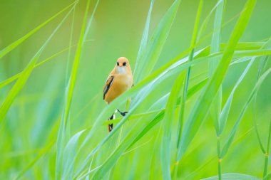 Sakallı bir asalağın yakın çekimi, Panurus biarmicus, sabahın erken saatlerinde öten kuş.