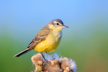 Güneşli bir yaz günü bitkisel hayatta şarkı söyleyen sarı kuyruklu batılı Motacilla kuşunun yakın çekimi.