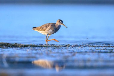 Ortak redshank tringa totanus güneşli bir da suda yem kuş wading