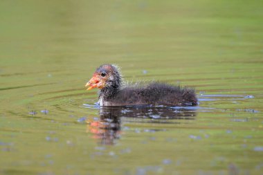 Avrasya coot, Fulica atra, kırmızı kafa ve siyah gövde yüzme ile piliç. Düşük görüş, canlı renkler ve güneş ışığı.