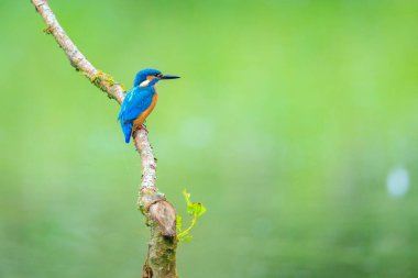 Kingfisher, Alcedo 'ya yakın çekim. Baharın erken saatlerinde gün ışığında bir dalın üzerine tünemiş yiyecek ve balık avlıyordu. Arkaplan yeşil, seçici odak kullanılır.
