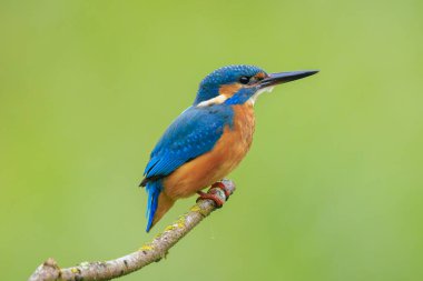 Kingfisher, Alcedo 'ya yakın çekim. Baharın erken saatlerinde gün ışığında bir dalın üzerine tünemiş yiyecek ve balık avlıyordu. Arkaplan yeşil, seçici odak kullanılır.