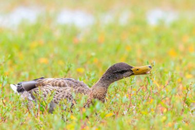 Dişi bir yaban ördeği, Anas platyrhynchos, çimlerin üzerinde gururla durur..