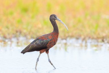 Glossy Ibis, Plegadis Falcinellus 'a yakın, suda tüy arayan balıkçı kuşu.