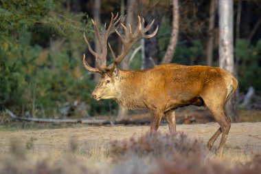 Kızıl geyik erkek, servus elaphus, çiftleşme mevsiminde mor fundaların açtığı bir ormanın yakınındaki bir tarlada çiftleşiyor. Ulusal parc de Hoge Veluwe