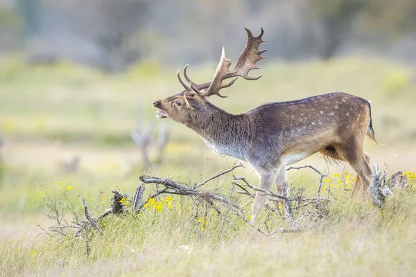 Çiftleşme mevsiminde büyük boynuzları olan Fallow deer Dama Dama erkek geyiği. Sonbahar güneşi ve doğa renkleri arka planda açıkça görülebilir..