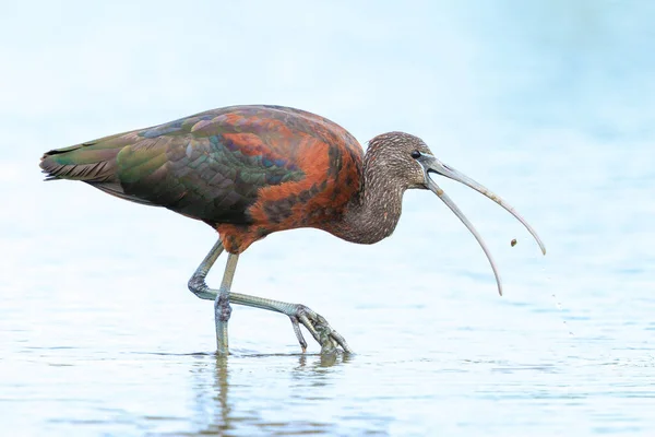 stock image Closeup of a Glossy ibis, Plegadis falcinellus, wader bird in breeding plumage foraging in water