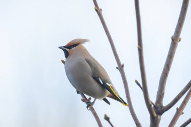 Bohemya balmumu, Bombycilla garrulus, göçmen kuş Hollanda 'da pek çok kuş gözlemcisini çeken nadir bir ziyaretçidir..