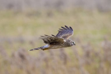 Dişi Hen harrier, Circus siyaneus, ya da kuzey harrier soğuk bir kış boyunca çayırda avlanıyor.