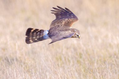 Dişi Hen harrier Sirki siyaneus ya da kuzey harrier soğuk bir kış boyunca çayırda avlanıyor.