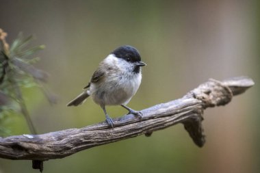 Close up of a marsh tit, poecile palustris, bird perched and bathing in water