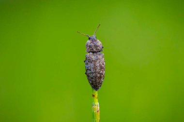 Çimenlerde sürünen bir Agrypnus murinus 'a yakın plan, bir klik böceği türü.