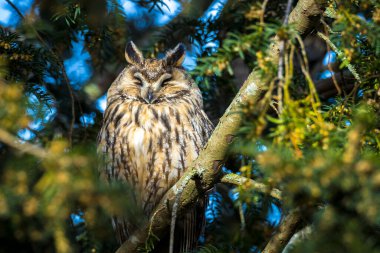 Long eared owl, Asio otus, bird of prey perched and resting in a tree in winter daytime colors facing camera.