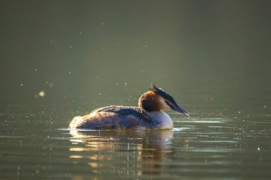 İki büyük ibikli yunus, Podiceps kristali, bahar mevsiminde çiftleşme.