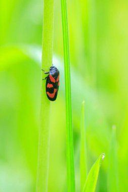 Kırmızı-siyah bir kurbağa yavrusu, Cercopis Kırılgan, yeşil çimenlerde yürüyor ve tırmanıyor..