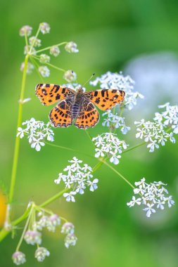 Kelebeğin yakın çekimi, Araschnia Levana, Bahar mevsiminde kanatları açık, 