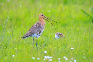 Siyah kuyruklu bir Godwit, Limosa Limosa, Akşamüstü güneşi önündeyken çiftlikte avazı çıktığı kadar bağıran dalgıç kuşu. Avrupa nüfusunun çoğu Hollanda 'da ürer..