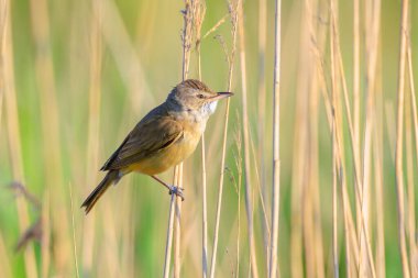 Büyük bir sazlık bülbülü, akrocephalus arundinaceus 'un yakınında, bahar sabahının erken saatlerinde sazlıklarda öten kuş.