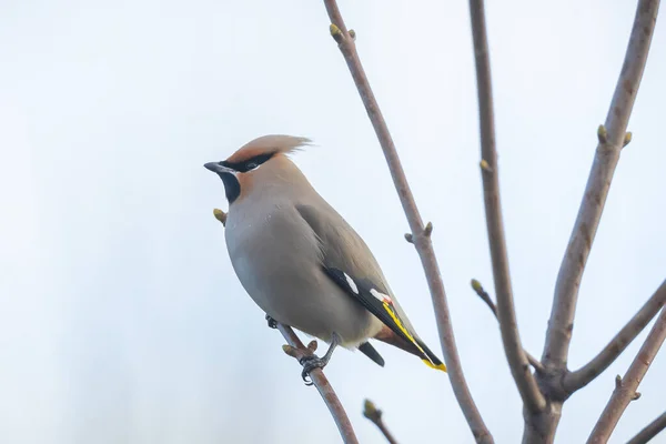 stock image The Bohemian waxwing, Bombycilla garrulus, migratory bird is a rare visitor in the Netherlands that attracts a lot of bird spotters.