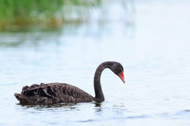 Siyah kuğu, Cygnus atratus, su yüzeyinde yüzüyor. Kullanılan seçici odak tekniği.