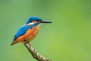 Kingfisher, Alcedo 'ya yakın çekim. Baharın erken saatlerinde gün ışığında bir dalın üzerine tünemiş yiyecek ve balık avlıyordu. Arkaplan yeşil, seçici odak kullanılır.