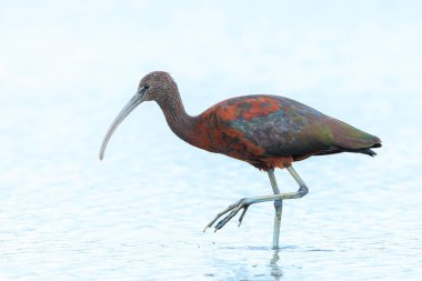 Glossy Ibis, Plegadis Falcinellus 'a yakın, suda tüy arayan balıkçı kuşu.