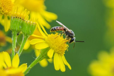 Bir lasioglossum kalseatum 'a, sarı bir çiçekte tozlaşan bir Palearktik arı türüne yakın çekim..