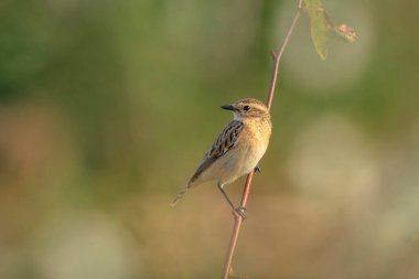 Bir Whinchat kuşunun yakın çekimi, Saxicola rubetra, bitkisel hayatta yiyecek arıyor.