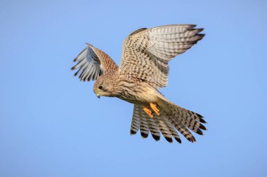 Kestrel, falco tinnunculus, uçan yırtıcı kuş.