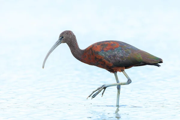 stock image Closeup of a Glossy ibis, Plegadis falcinellus, wader bird in breeding plumage foraging in water