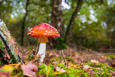 amanita muscaria, agarik uçmak ya da amanita bazidiomycota muscimol mantarı ile ormanda tipik beyaz noktalar. Doğal ışık, canlı renkler ve seçici odak.