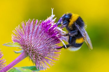 Bombus Terrestris 'e yakın, kabarık kuyruklu yaban arısı veya büyük toprak yaban arısı, pembe çiçeklerin nektarını besliyor. 