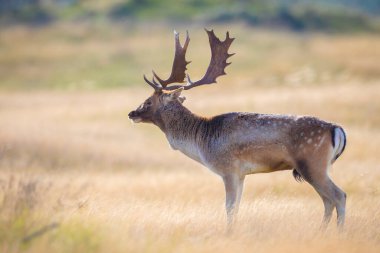 Çiftleşme mevsiminde büyük boynuzları olan Fallow deer Dama Dama erkek geyiği. Sonbahar güneşi ve doğa renkleri arka planda açıkça görülebilir..