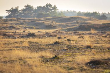 Renkli bozkır manzarası, Ulusal Park Hoge Veluwe Holland İlkbaharda