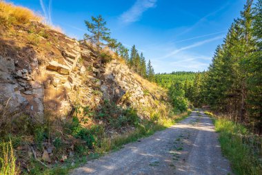 Der Harz Ulusal Parkı, Almanya. Yeşil orman, istiflenmiş kütükler, açık çim çayırları ve yürüyüş yolları..