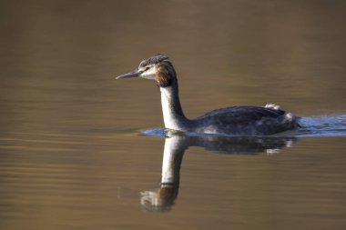 Siyah boyunlu bir çift, Podiceps nigricollis, yazın bir gölün su yüzeyinde kur yapma ritüelinde.