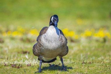 Kanada kazı Branta kanadensis 'e yakın çekim, yeşil bir çayırda yiyecek arıyor.