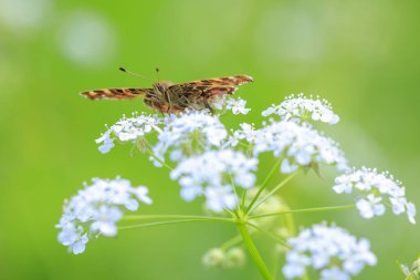 Kelebeğin yakın çekimi, Araschnia Levana, Bahar mevsiminde kanatları açık, 