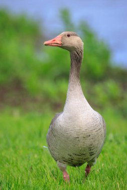 Bir Greylag kazına yakın plan, Anser anser, civcivlerle yeşil bir çayırda yiyecek arıyor.