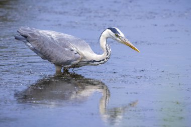 Gri balıkçıl, Ardea Cinerea 'ya yakın, gölde balık tutuyor.