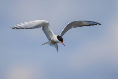 Bayağı sumru, Sterna hirundo, uçak içi ise avcılık balık için