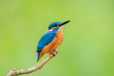 Kingfisher, Alcedo 'ya yakın çekim. Baharın erken saatlerinde gün ışığında bir dalın üzerine tünemiş yiyecek ve balık avlıyordu. Arkaplan yeşil, seçici odak kullanılır.