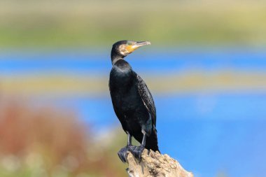 Siyah karabatak, Phalacrocorax karbonhidrat, kanatlarını güneşte kurutur. Bu bir karabatak için karakteristik bir davranış.