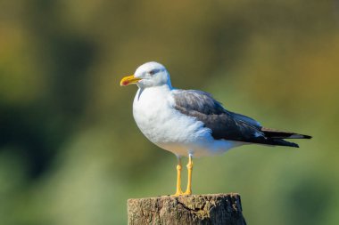 Daha az siyah sırtlı martı Larus fuscus 'a yakın..