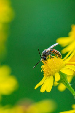 Bir lasioglossum kalseatum 'a, sarı bir çiçekte tozlaşan bir Palearktik arı türüne yakın çekim..