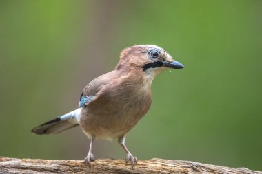 Avrasyalı bir Jay Garrulus Glandarius 'un ormanda yiyecek arayan böceklere yakın çekimi..