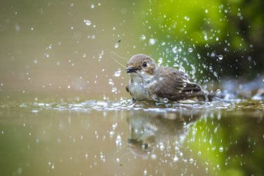 Avrupa 'da bir sinekkapan kuşu olan Ficedula hypoleuca' nın, bir dala tüneyerek baharda üreme mevsiminde yeşil bir ormanda şarkı söylemesi.