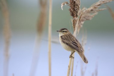 Sedge Warbler kuşuna yakın olan Acrocephalus schoenobaenus üreme mevsiminde bir dişiyi cezbetmek için şarkı söyler.