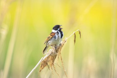 Alelade bir sazlık kiraz kuşu olan Emberiza schoeniclus erkek kuş, kamış tüyü Phragmites australis 'te şarkı söyler. Sazlık yatakları, bulutlu bir günde bahar mevsiminde sert rüzgarlar nedeniyle sallanıyor..